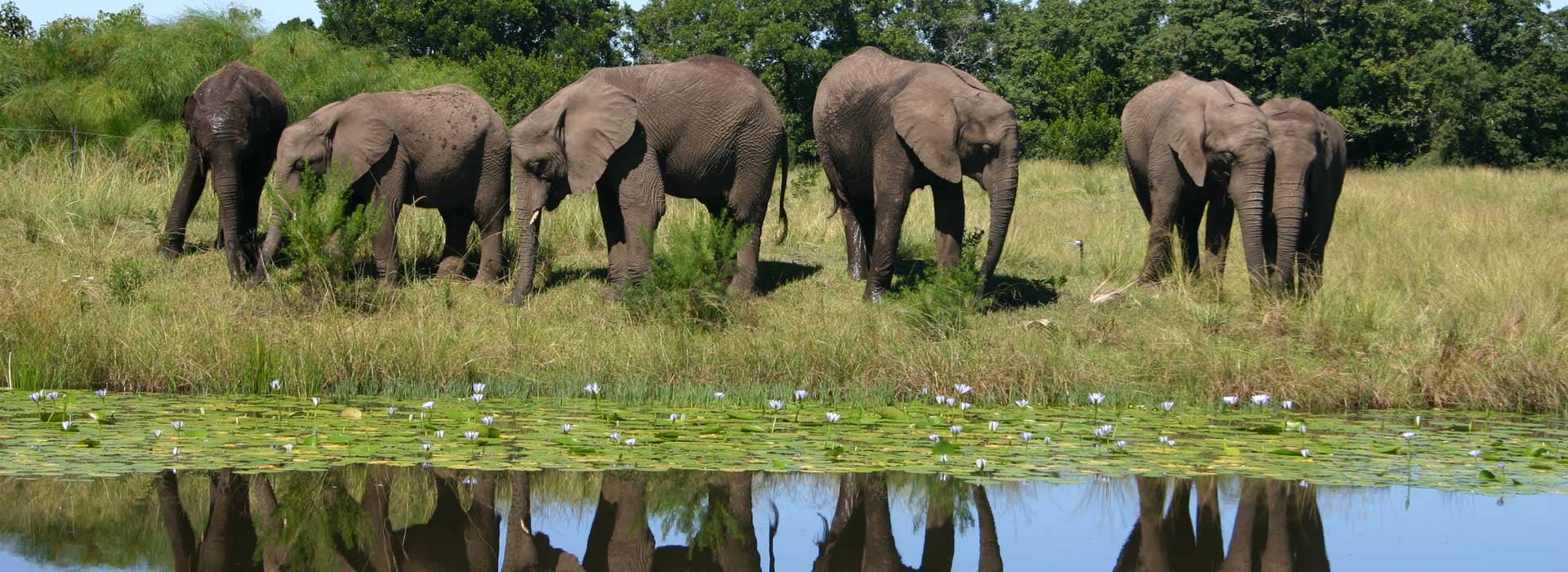 Elephant Sanctuary Hartbeespoort experience